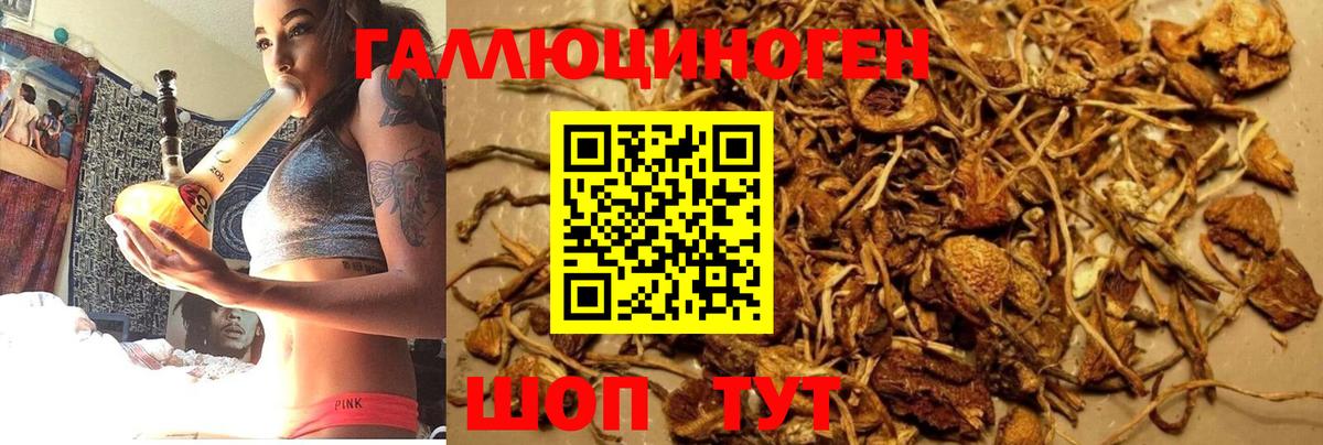 Псилоцибиновые грибы мицелий Сертолово